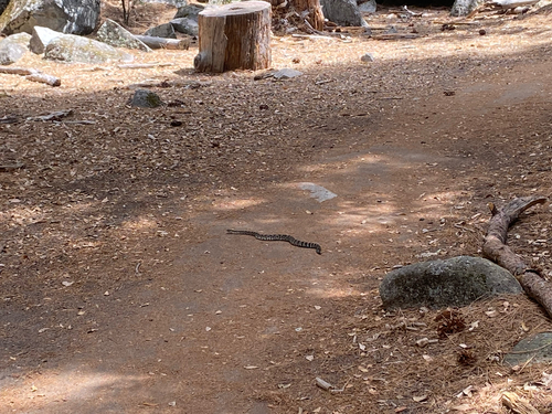 iNaturalist observation photo of Northern Pacific Rattlesnake