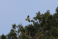 Large Green-Pigeon photo 3