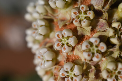 Welsh's milkweed (Asclepias welshii)