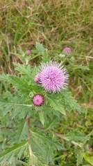 Cirsium japonicum australe