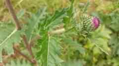 Cirsium japonicum australe