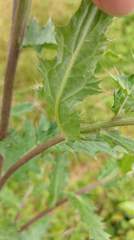 Cirsium japonicum australe