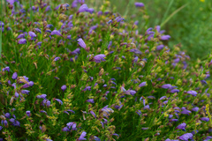 Dracocephalum peregrinum