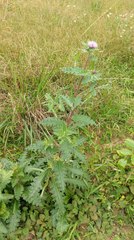 Cirsium japonicum australe