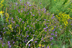 Dracocephalum peregrinum