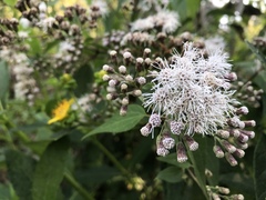 Chromolaena collina