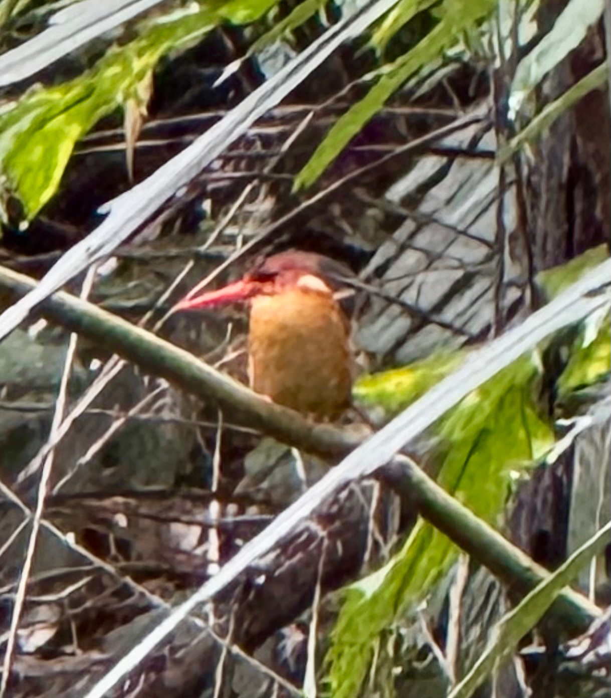 Sulawesi Dwarf-Kingfisher illustration