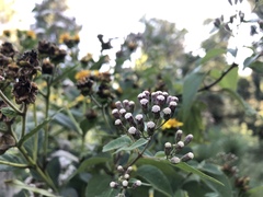 Chromolaena collina