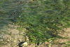Dwarf Eelgrass - Photo (c) Duarte Frade, some rights reserved (CC BY), uploaded by Duarte Frade