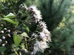 Chromolaena collina