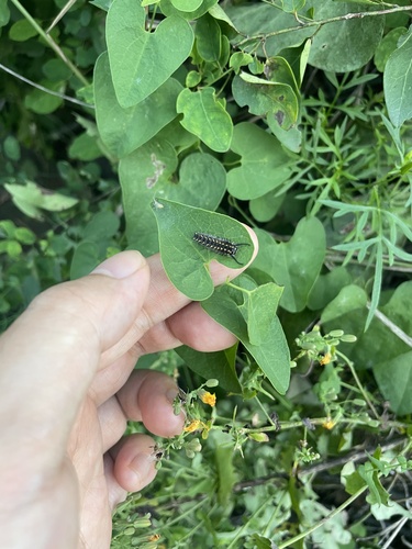 Dragon Swallowtail