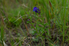 Scutellaria scordifolia