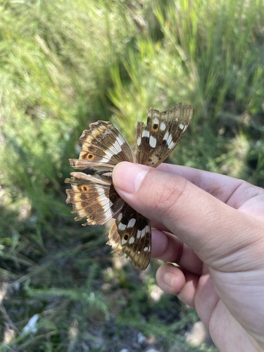 Lesser Purple Emperor