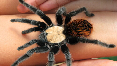 Golden Redrump Tarantula