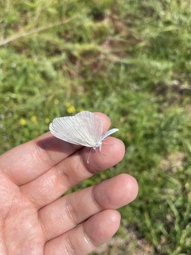 Northwest-Asian Wood White