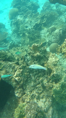 Halichoeres scapularis