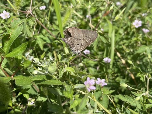 Niphanda fusca