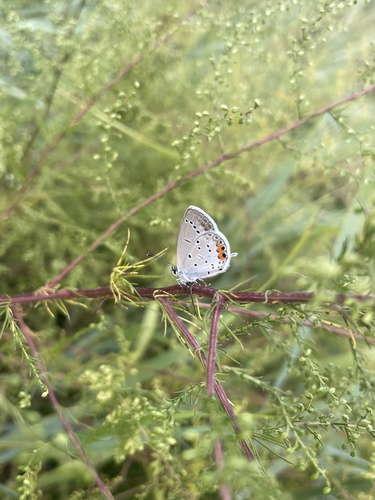 Short-tailed Blue