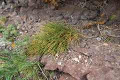 Ephedra monosperma