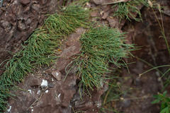 Ephedra monosperma