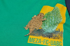 Phrynosoma cerroense