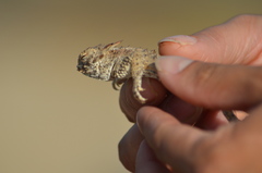 Phrynosoma cerroense