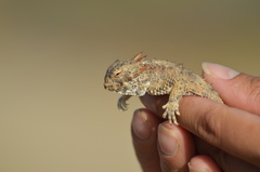 Phrynosoma cerroense