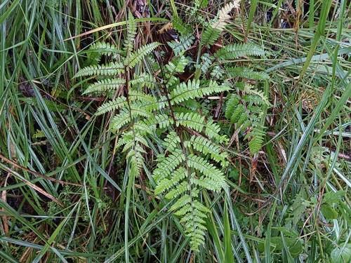 Athyrium vidalii iNat (1)