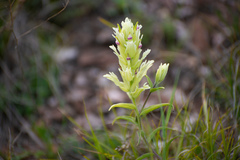 Castilleja pallida