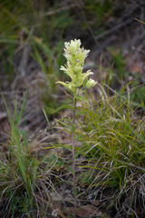 Castilleja pallida