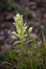 Castilleja pallida