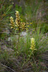 Castilleja pallida