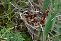 Iris lactea biglumis