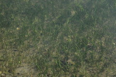 Zostera noltei