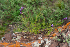 Dracocephalum peregrinum