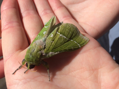 Aenetus virescens