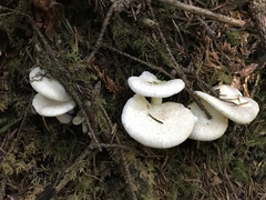 Albatrellus avellaneus