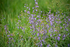 Nepeta sibirica