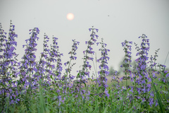 Nepeta sibirica