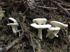 Albatrellus avellaneus