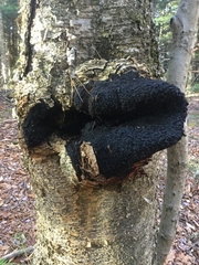 Inonotus obliquus sterilis