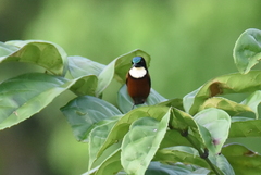 Chalcomitra adelberti