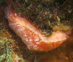 Aplidium powelli