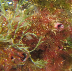 Cnemidocarpa