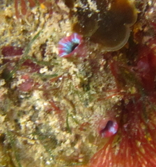 Cnemidocarpa