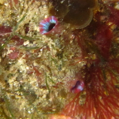 Cnemidocarpa