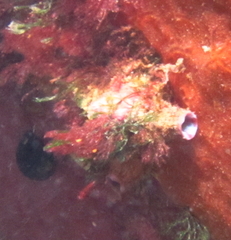 Cnemidocarpa