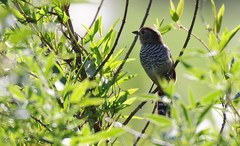 Thamnophilus ruficapillus