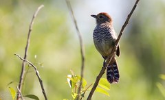 Thamnophilus ruficapillus