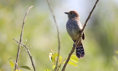 Thamnophilus ruficapillus